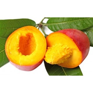 beurre-de-mangue Mangifera indica