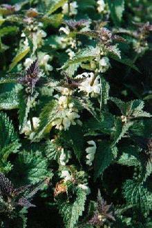 Le radis noir - l'Herbier du Diois : plantes aromatiques et